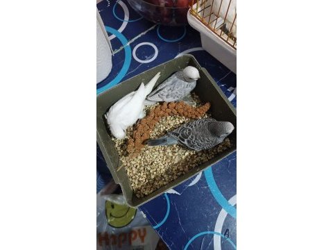 Yeni yeme düşmüş muhabbet kuşu yavrular