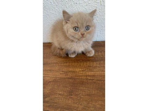 Yavruların en sevimlisi fawn british shorthair