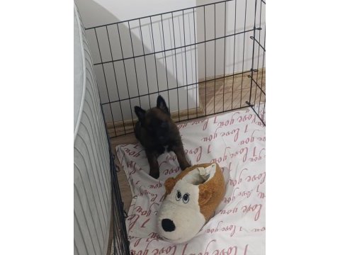 A kalite safkan malinois