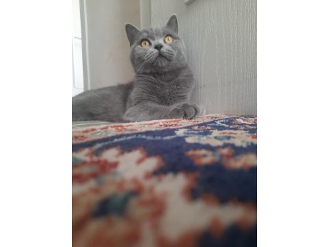 2 aylık top kafa ayı kafa scottish fold