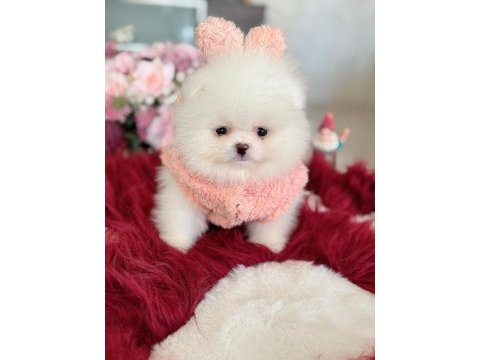 Teacup ayıcık pomeranian