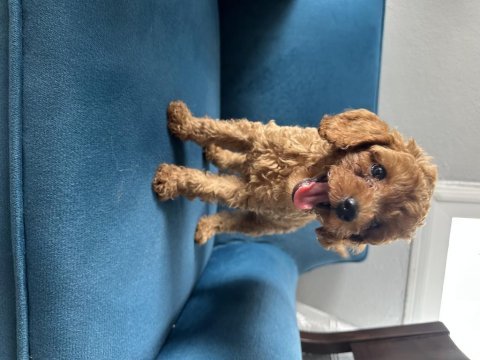 2 aylık toy poodle