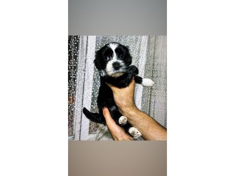 Varsa daha iyisi o da annesi morkie