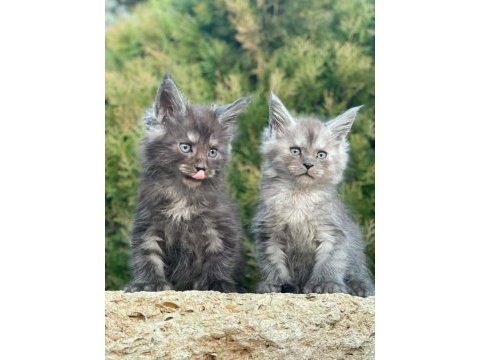 Lüks ve üst kalite maine coon yavruları