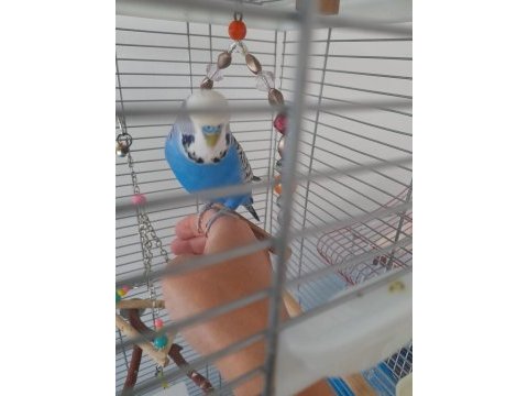 Jumbo evcil muhabbet kuşu erkek 1 yaşında