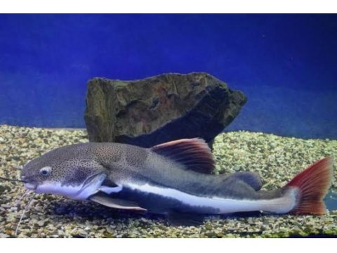 Redtail cat fish 35 cm