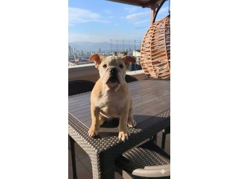 İngiliz bulldog yavruları