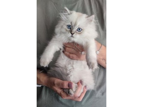 Kucak kedisi