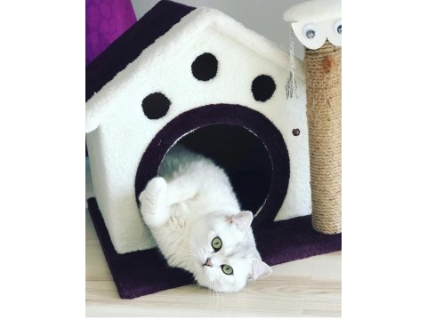 British shorthair