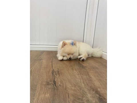 Pomeranian tilki surat köpeğimiz