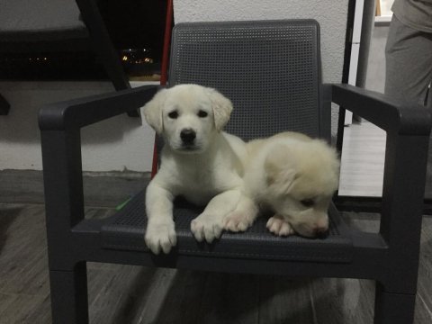 Kaliteli yavru akbaşlar