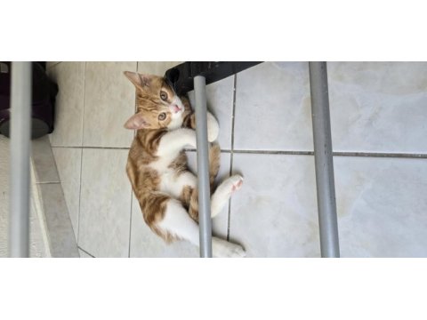 3 adet tatlı tekir bücürler