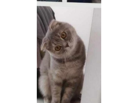 Scottish fold dişi