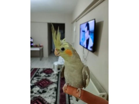 Ev üretimi sultan papağanı
