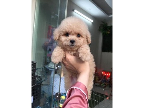 Dünya tatlısı maltipoo yavruları