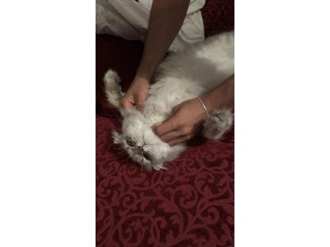 British longhair eksiksiz dişi