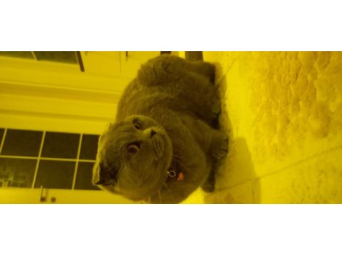 Scottish fold kızımız gümüş