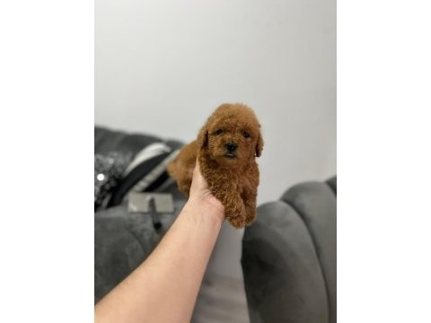 80 günlük a kalite teacup red brown safkan toy poodle