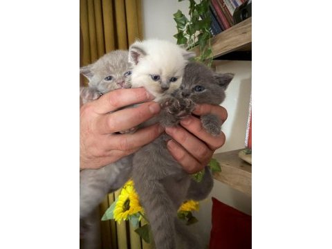 Yavru kedim british shorthair