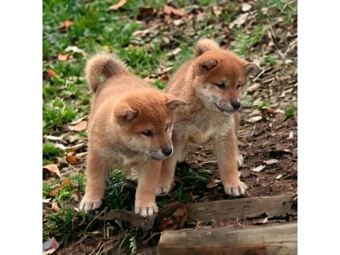 Shiba inu yavrular