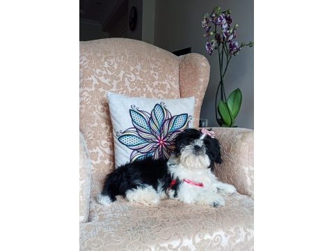 Canlı peluş gibi sevimli ve safkan shih tzu yavru