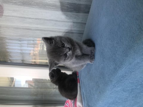 Bebişlerimi sahiplendiriyorum