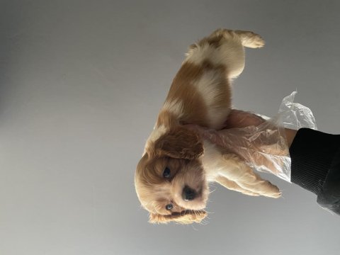 2 aylık cavalier king charles erkek yavru