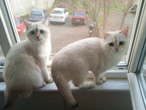 British shorthair golden point