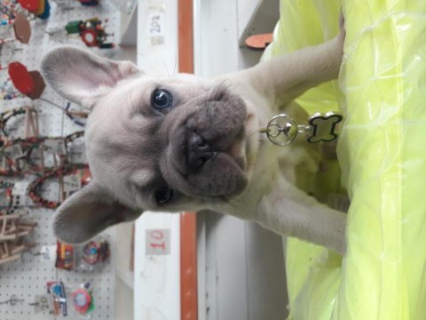 Sahiplendirme french bulldog erkek