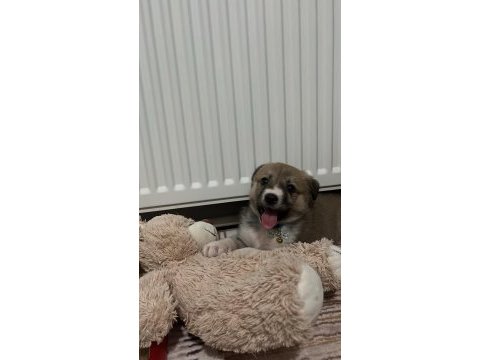 48 günlük kırma yavru köpeğe acil yuva