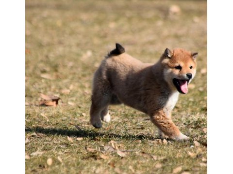 Minyatür shiba inu erkek yavru