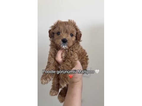 Maltipoo bebekleri