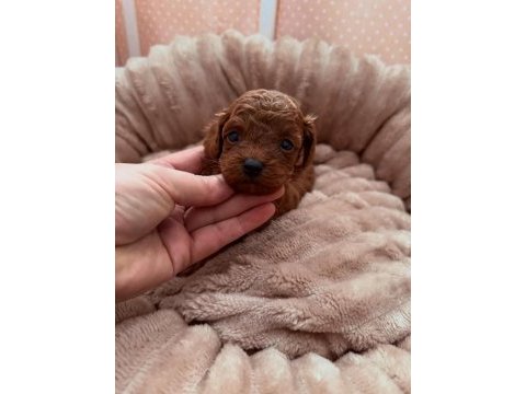 Toypoodle sevimli yavrularımız 