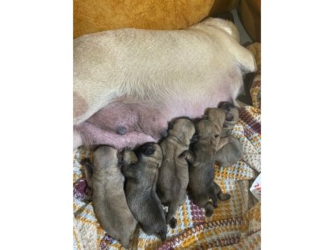 Yavru pug mops