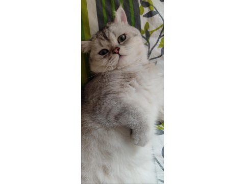 British shorthair oğluma eş arıyoruz