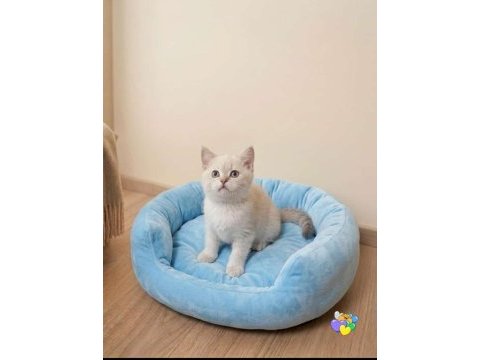 Pendik evden british shorthair