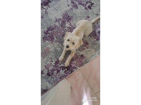 Erkek terrier cins beyaz