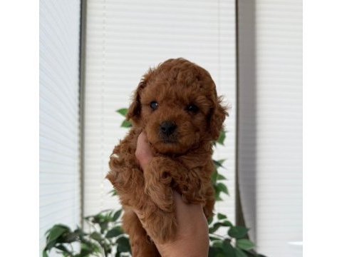 Toy poodle yavrularım