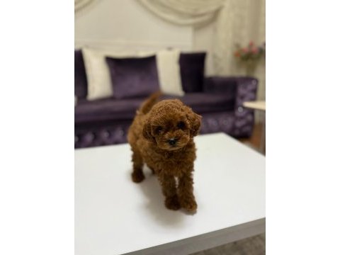 Baby face toy poodle yavrumuz