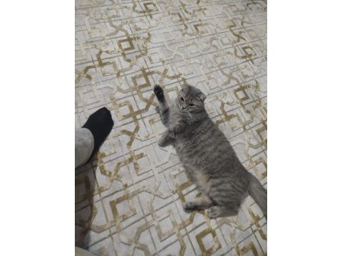 Scottish fold kedisi