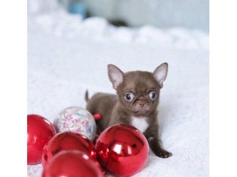 Birbirinden güzel safkan chihuahua yavrularımız