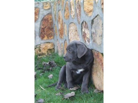 Üst kalite dev cane corso yavruları