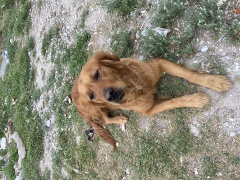 Çok akılı sevecen golden retriever
