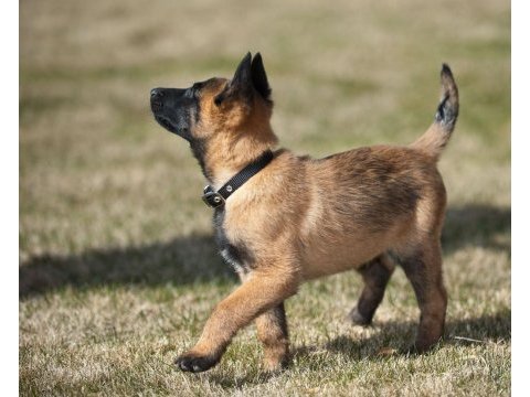 Şecereli safkan şampiyona köpeği 3 aylık malinois