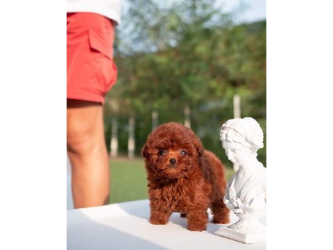 Poodle bebeklerimiz