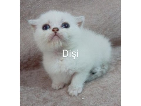 39 günlük beyaz british shorthair