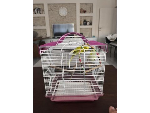 1 yaşlarında çift muhabbet kuşları