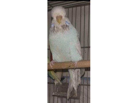 Jumbo muhabbet kuşları