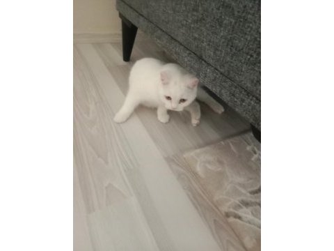 Yavru british shorthair 5 aylık