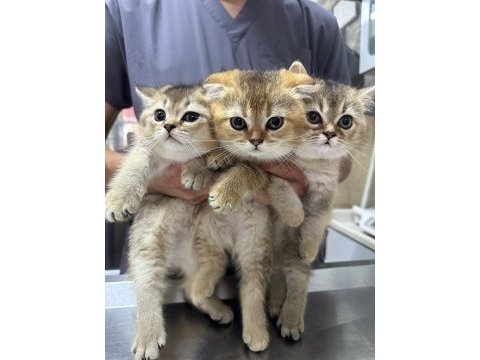 Safkan gold scottish fold yavrular anne baba şecerelidir